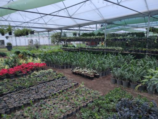 عکس دهکده گل میخک 