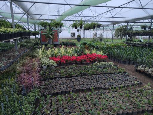 عکس دهکده گل میخک 