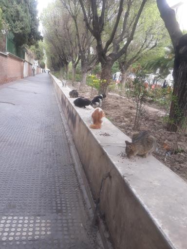 عکس بوستان پرستار