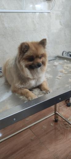 عکس کلینیک دامپزشکی آرین 