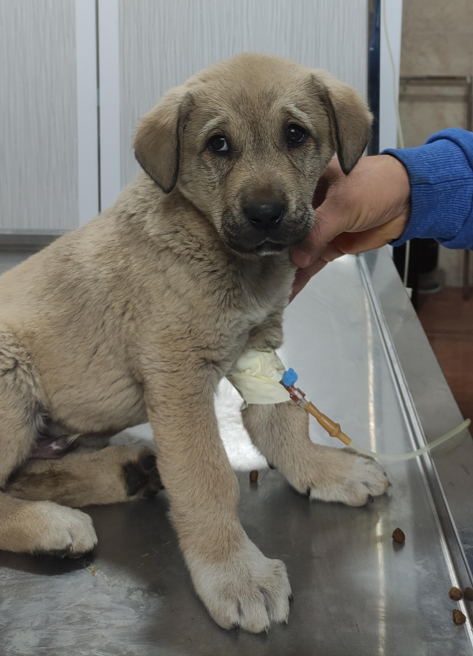 عکس کلینیک دامپزشکی آرین 