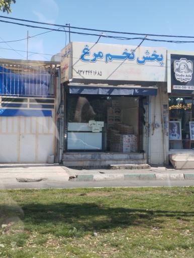 عکس پخش تخم مرغ معینی