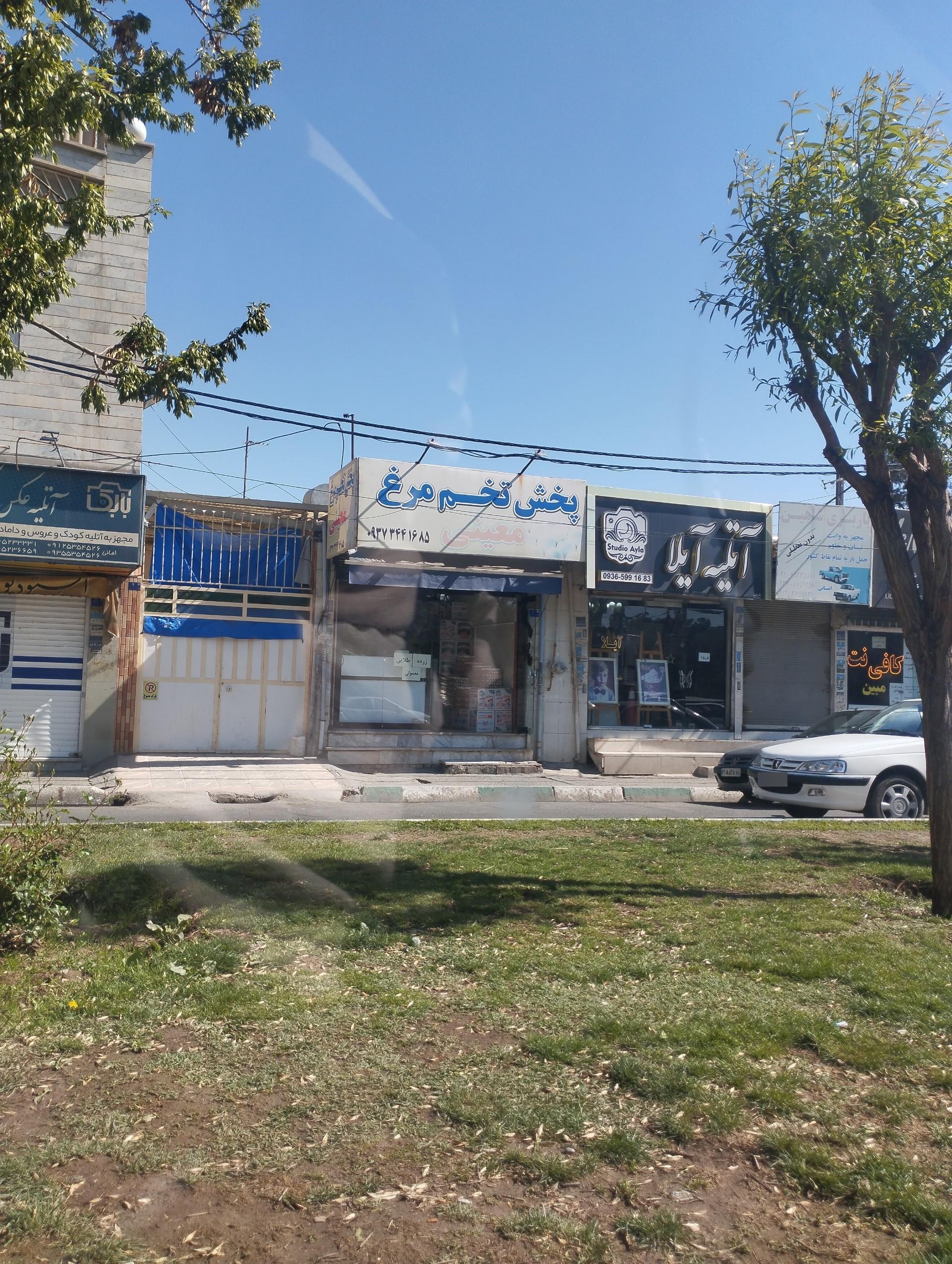 عکس پخش تخم مرغ معینی