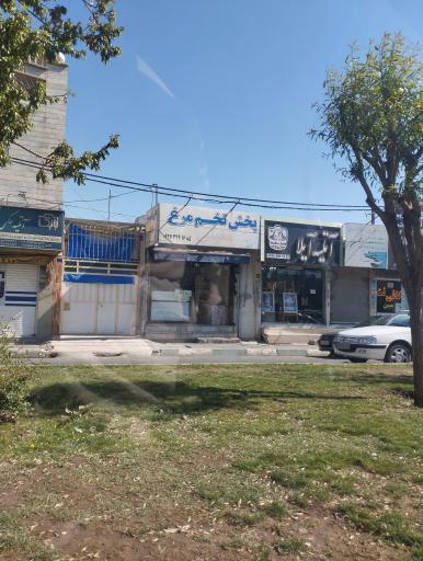 عکس پخش تخم مرغ معینی