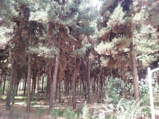 عکس پارک جنگلی خاوران