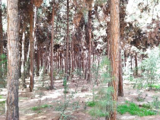 عکس پارک جنگلی خاوران