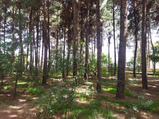 عکس پارک جنگلی خاوران