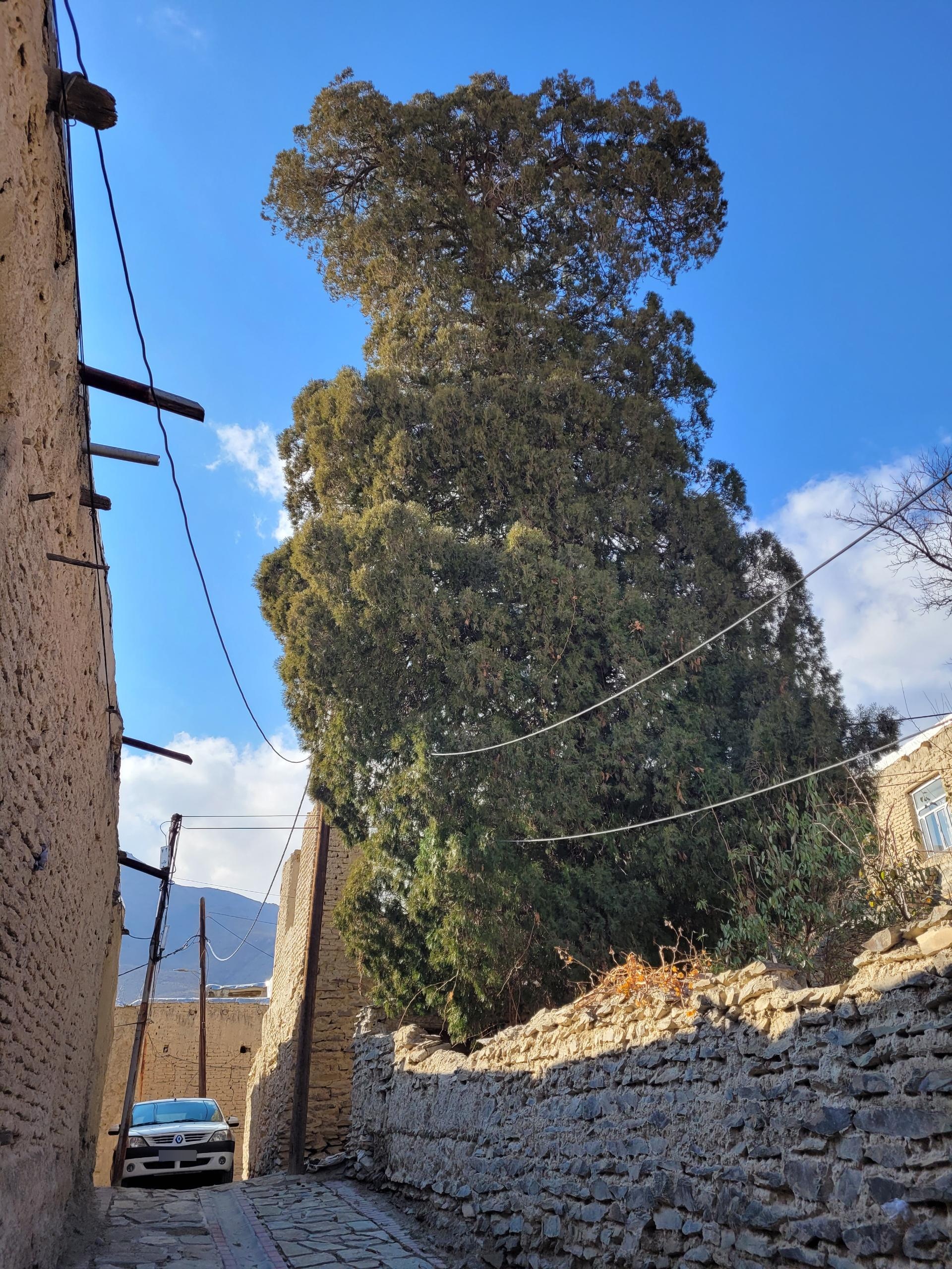 عکس درخت سرو کهنسال 300 ساله هزاوه