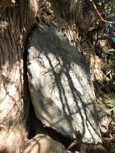 عکس درخت سرو کهنسال 300 ساله هزاوه