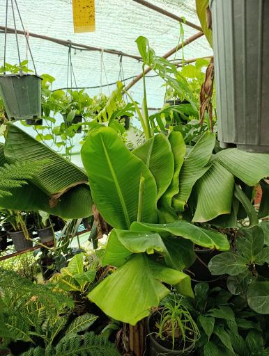 عکس گلخانه افرا