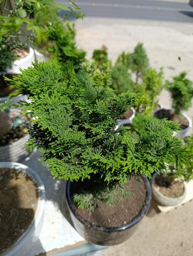 عکس گلخانه افرا