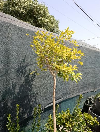 عکس گلخانه افرا