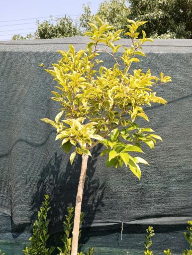 عکس گلخانه افرا