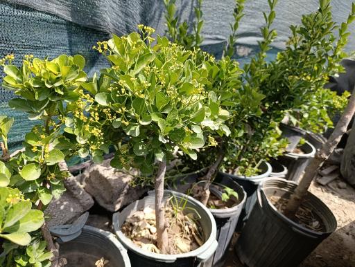 عکس گلخانه افرا