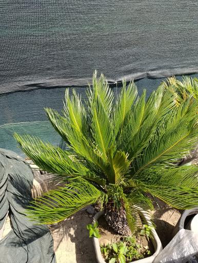 عکس گلخانه افرا