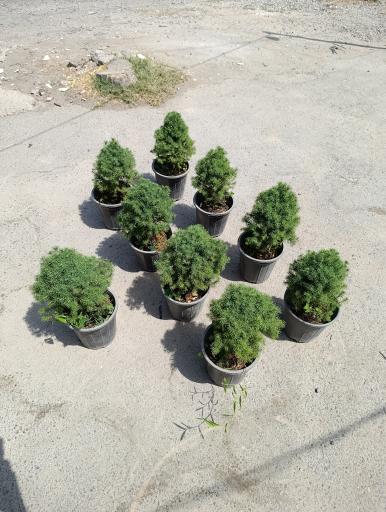 عکس گلخانه افرا