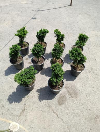 عکس گلخانه افرا