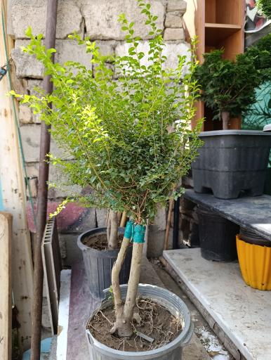 عکس گلخانه افرا