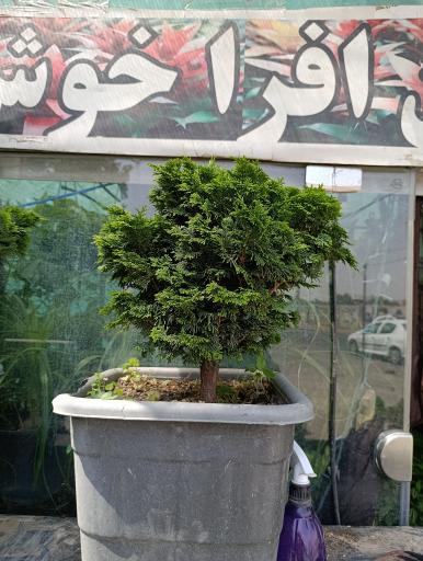 عکس گلخانه افرا