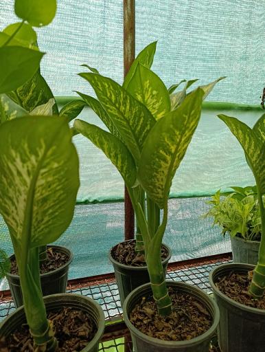 عکس گلخانه افرا