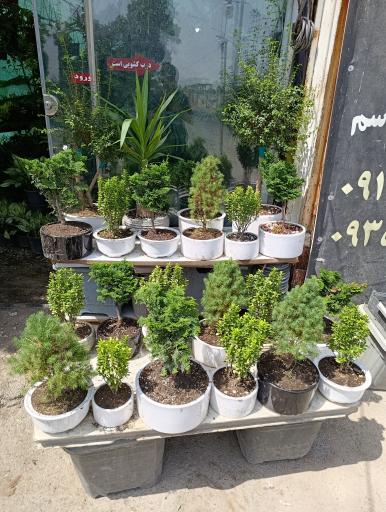 عکس گلخانه افرا