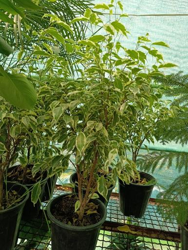 عکس گلخانه افرا