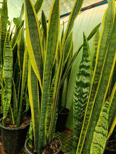 عکس گلخانه افرا