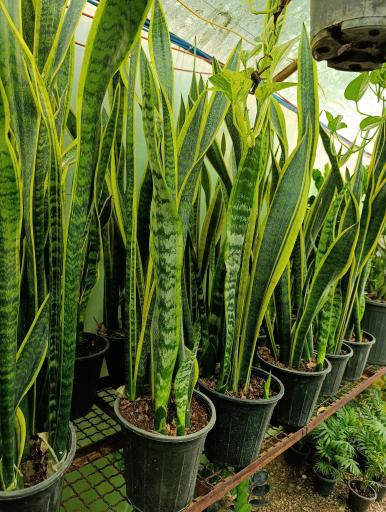 عکس گلخانه افرا