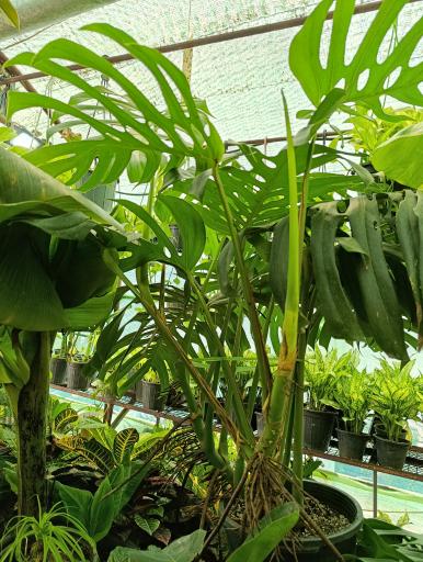 عکس گلخانه افرا