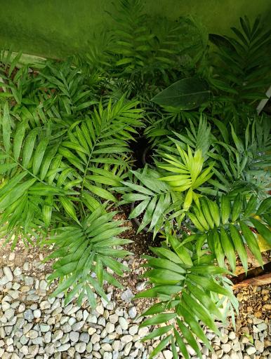 عکس گلخانه افرا