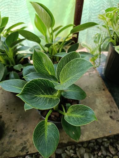 عکس گلخانه افرا