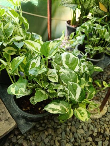 عکس گلخانه افرا