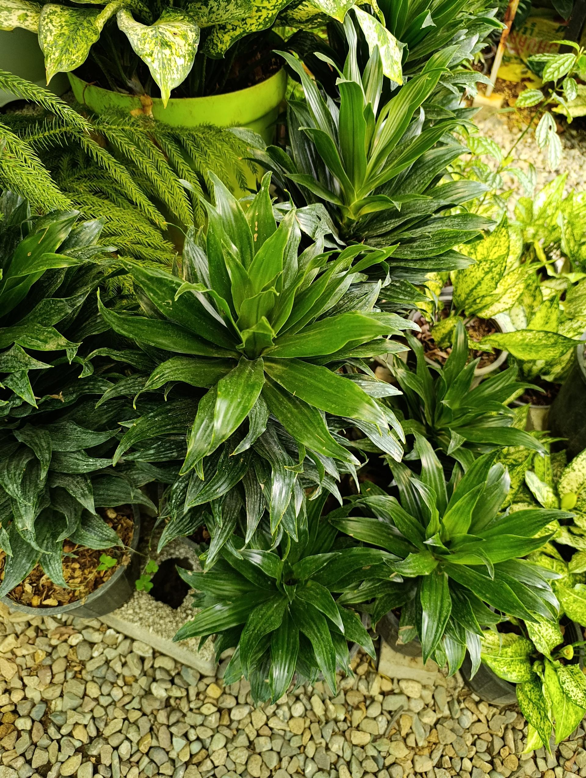 عکس گلخانه افرا