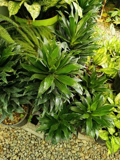 عکس گلخانه افرا