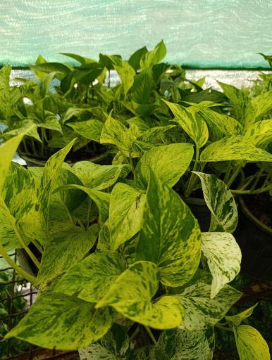 عکس گلخانه افرا