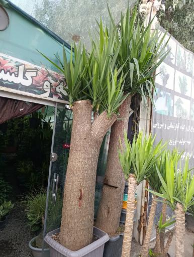 عکس گلخانه افرا