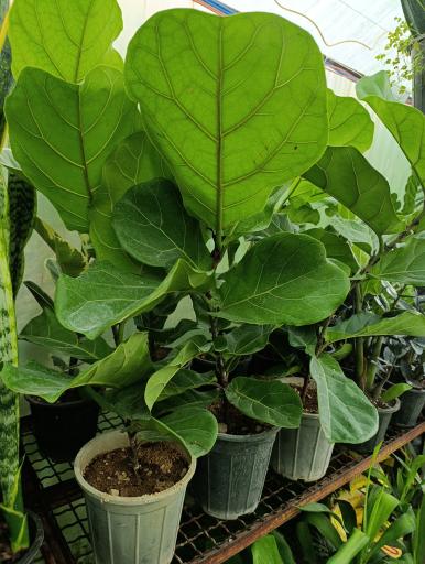 عکس گلخانه افرا