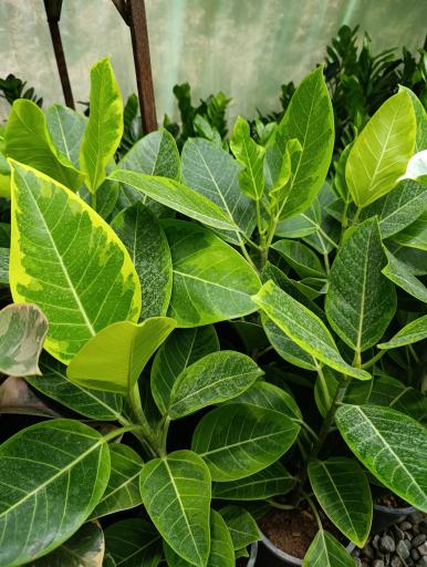 عکس گلخانه افرا