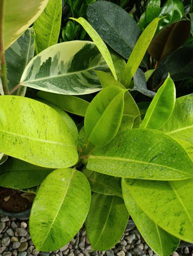 عکس گلخانه افرا