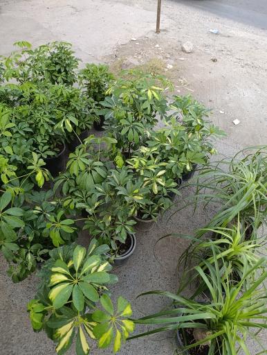 عکس گلخانه افرا