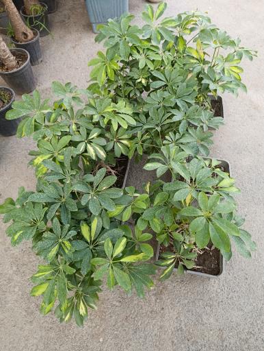 عکس گلخانه افرا