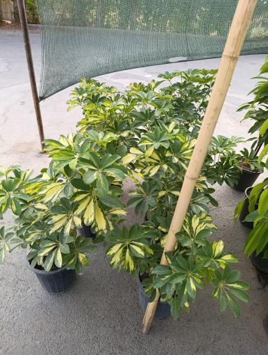 عکس گلخانه افرا