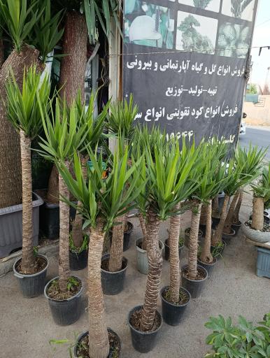 عکس گلخانه افرا