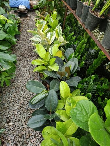 عکس گلخانه افرا