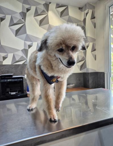 عکس کلینیک دامپزشکی هدهد