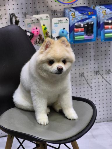 عکس کلینیک دامپزشکی هدهد