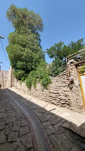 عکس درخت سرو کهنسال 300 ساله هزاوه