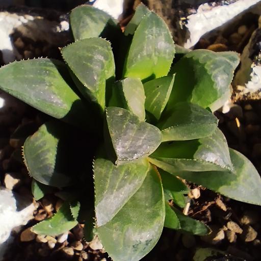 عکس کاکتوس امیر 