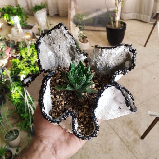 عکس کاکتوس امیر 