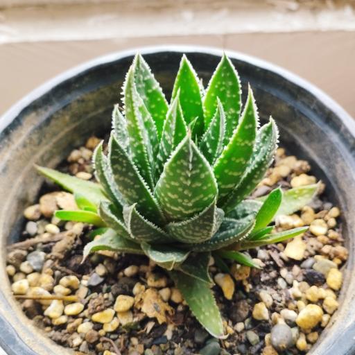 عکس کاکتوس امیر 